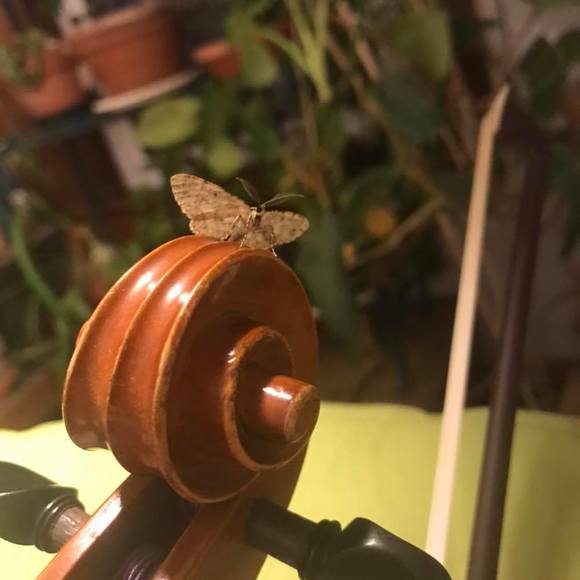 songbirdbecca